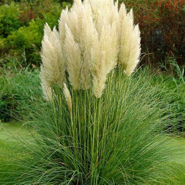 Cortaderia selloana 'Pumila'