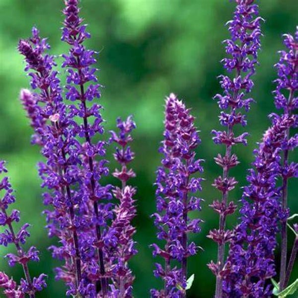 Sauge ‘Violet Queen’ - Salvia nemerosa