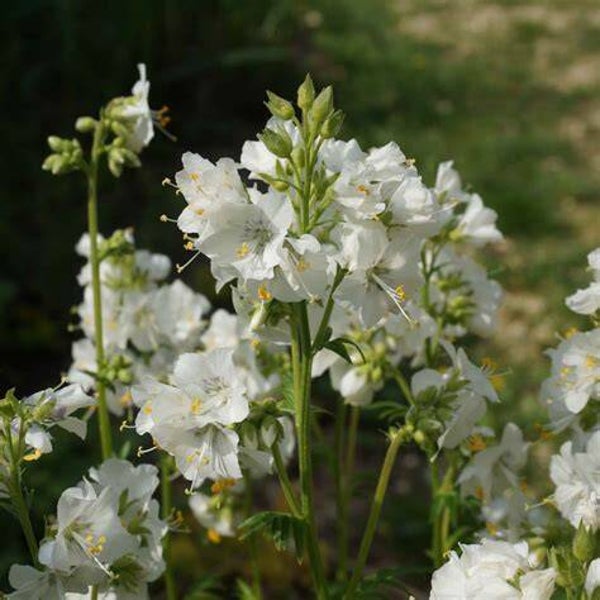Polémoine blanche - Polemonium caeruleum ‘Album’