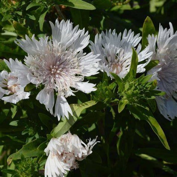 Bleuet d’Amérique - Stokesia laevis ‘Träumerei’