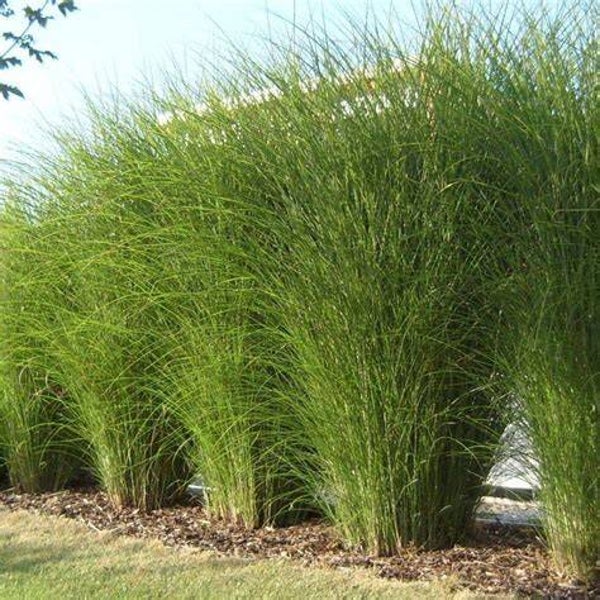 Miscanthus sinensis 'Gracillimus'