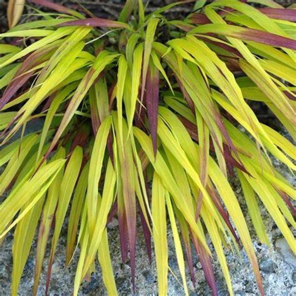 Hakonechloa macra 'Sunflare'