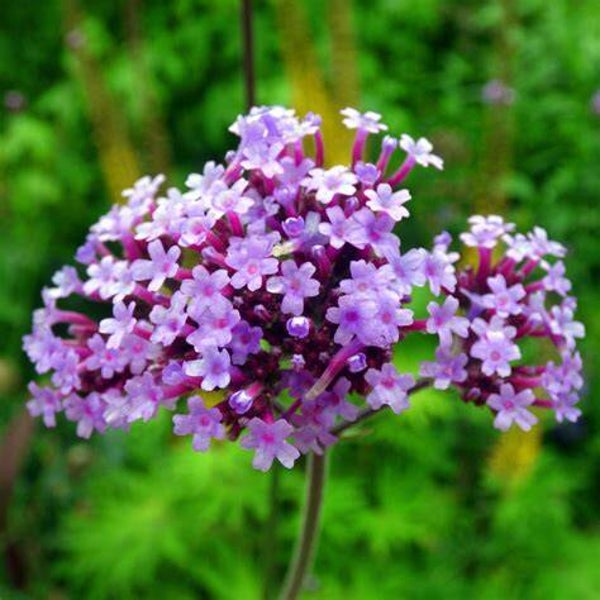 Verveine de Buenos Aires - Verbena bonariensis