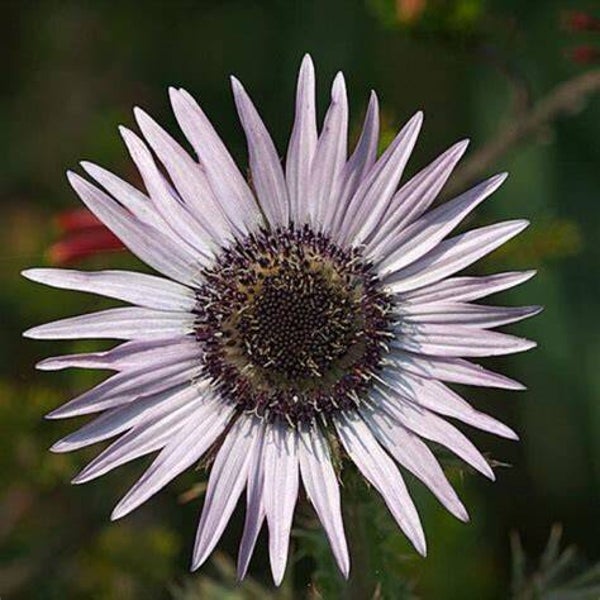 Chardon africain - Berkheya purpurea