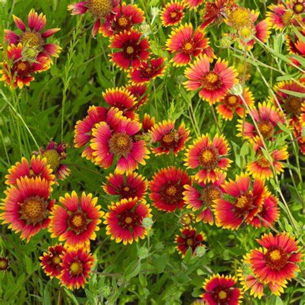 Gaillarde 'Grenada' - Gaillarda aristata