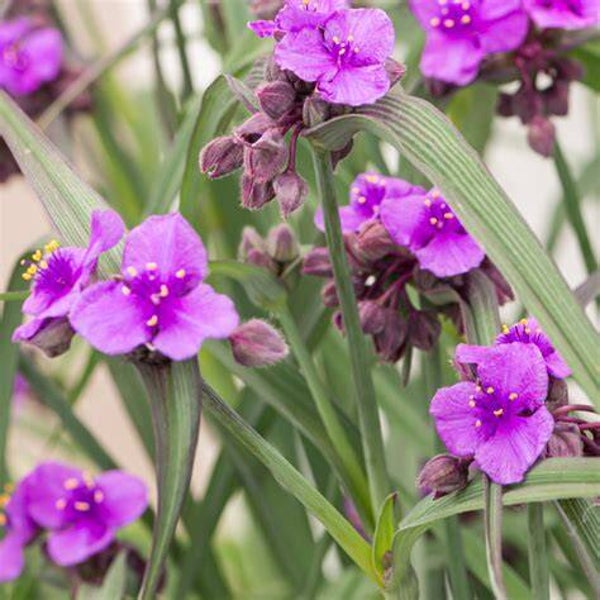 Tradescantia ‘Carmine Red’ - Tradescantia X andersoniana