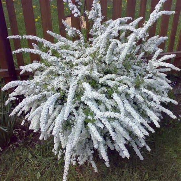 Spirea cinerea 'Gresheim'