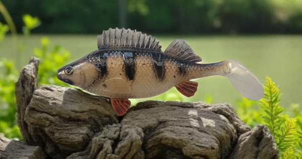 Perche  12cm