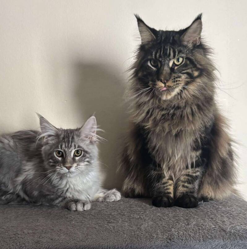 Wallas &amp; Alfa tout juste arrivé