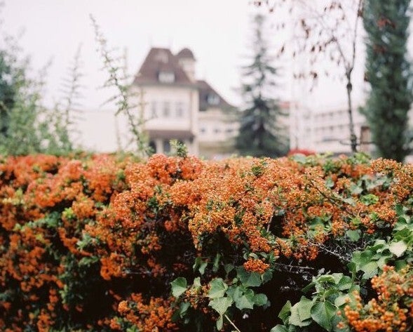 5. Haie, image 42 cm x 49 cm