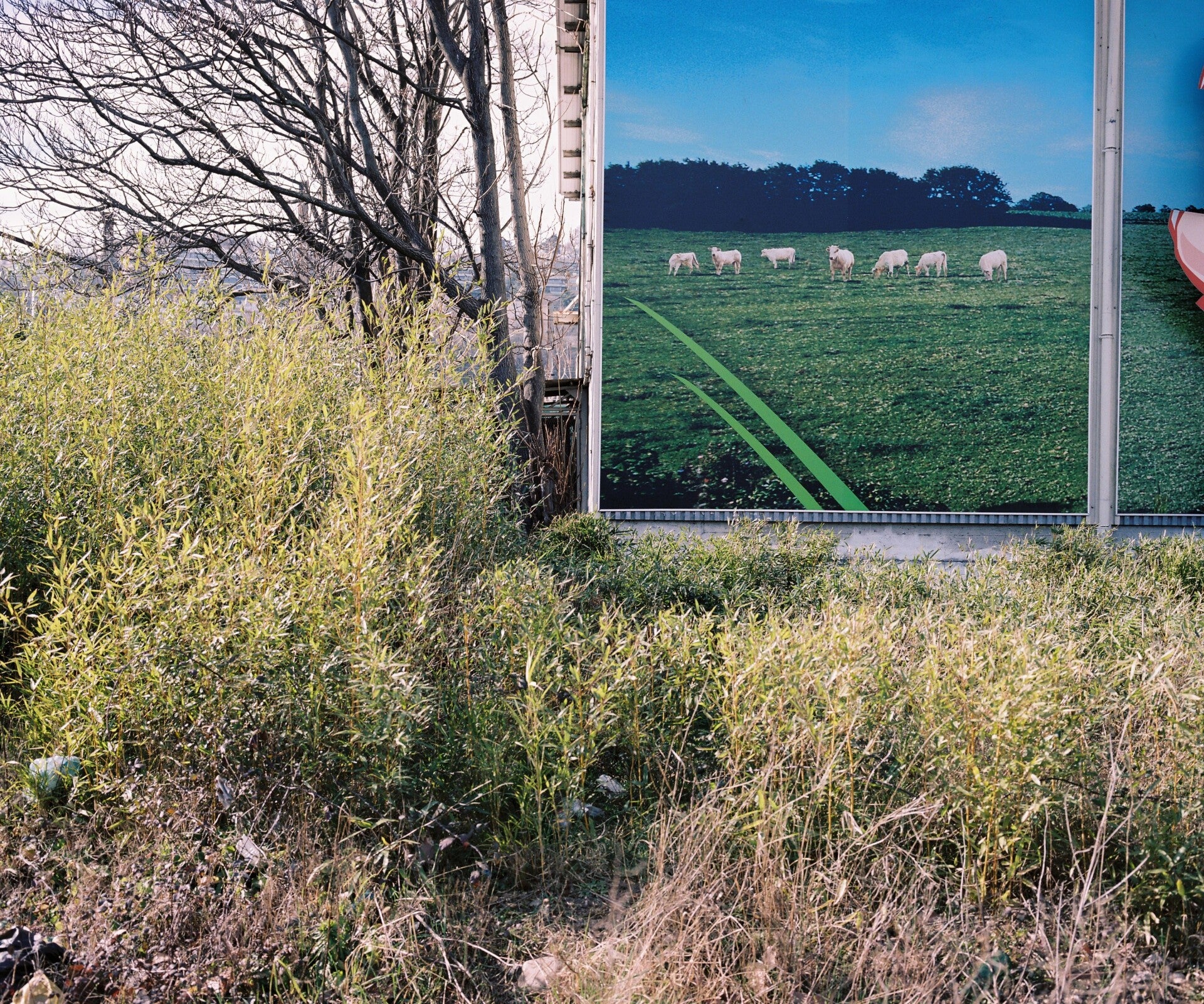 13 bis. Friche, image 60 cm x 70 cm