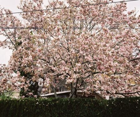 4. Magnolia, image 42 cm x 49 cm