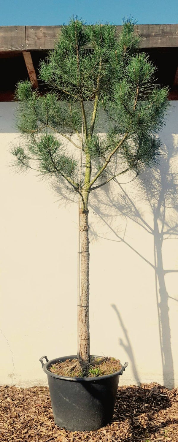 Pinus pinea