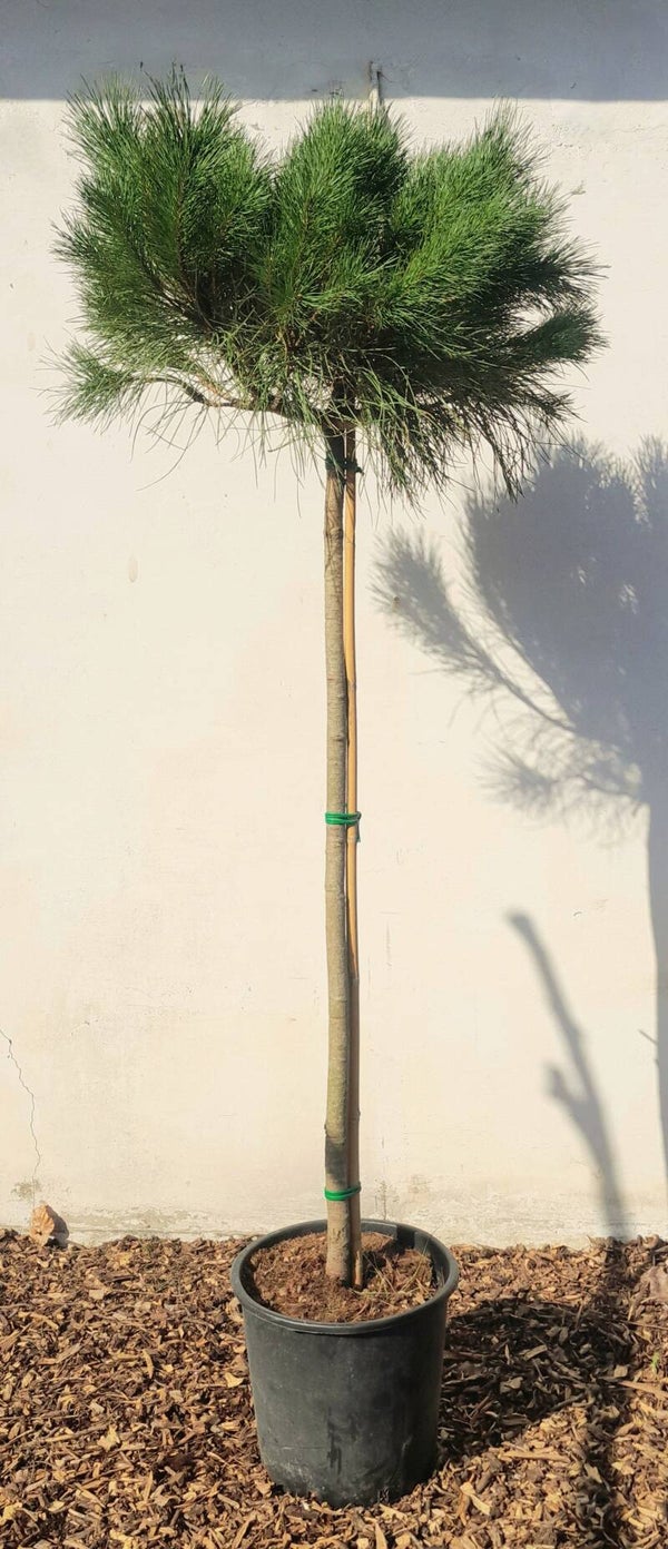 Pinus pinea