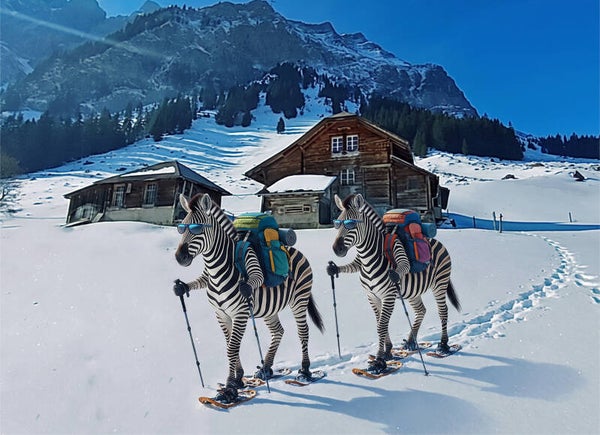Wander - Zebras am Pilatus