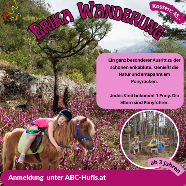 Erikawanderung (Termine wenn der Erika zu blühen beginnt)