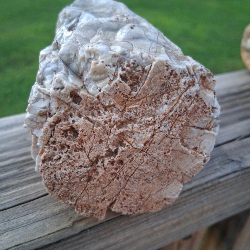 Fossilized Bone (?)