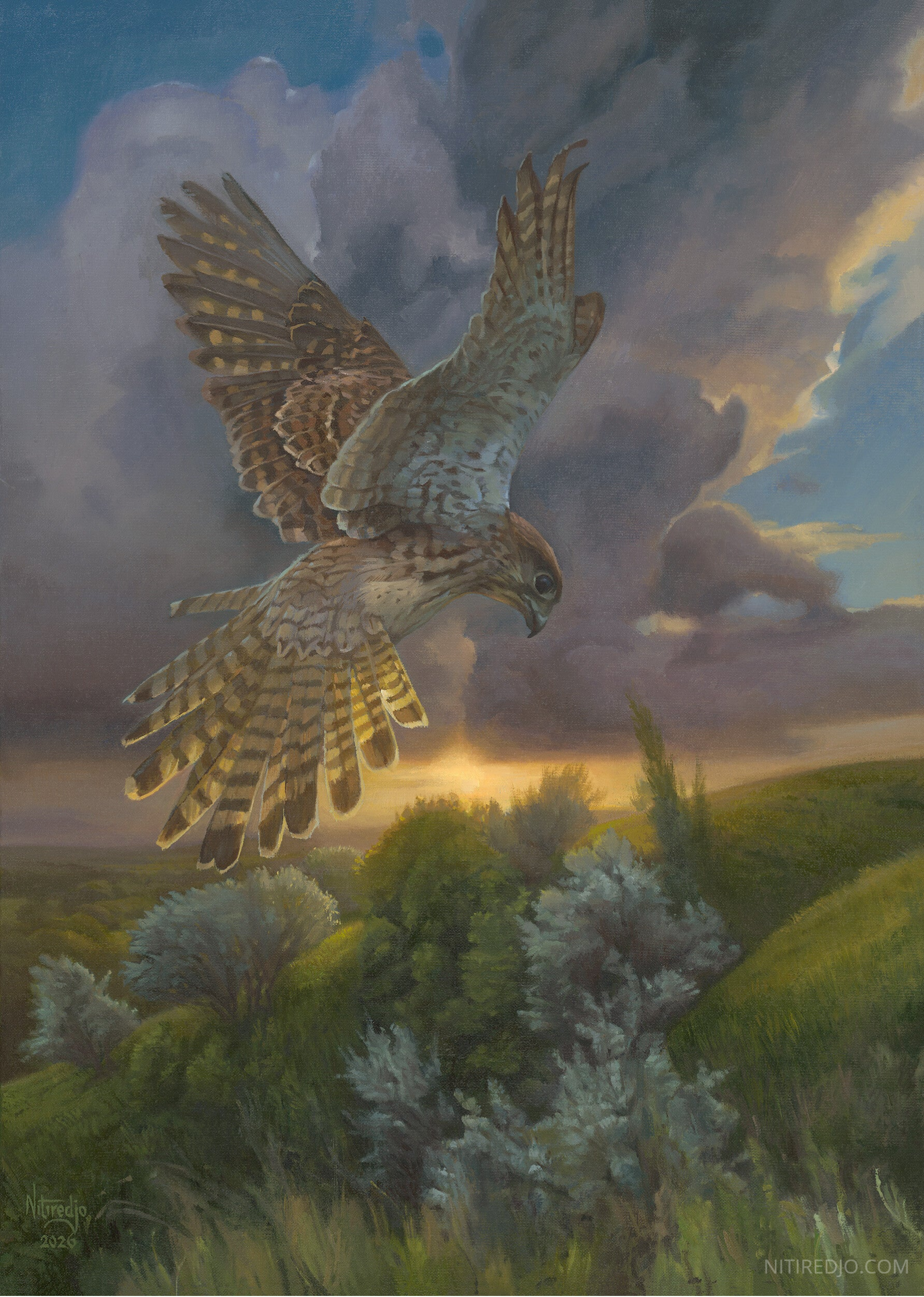 A realistic painting of a kestrel hovering with wings spread over green hills at sunset, with dramatic clouds and warm golden light in the background.