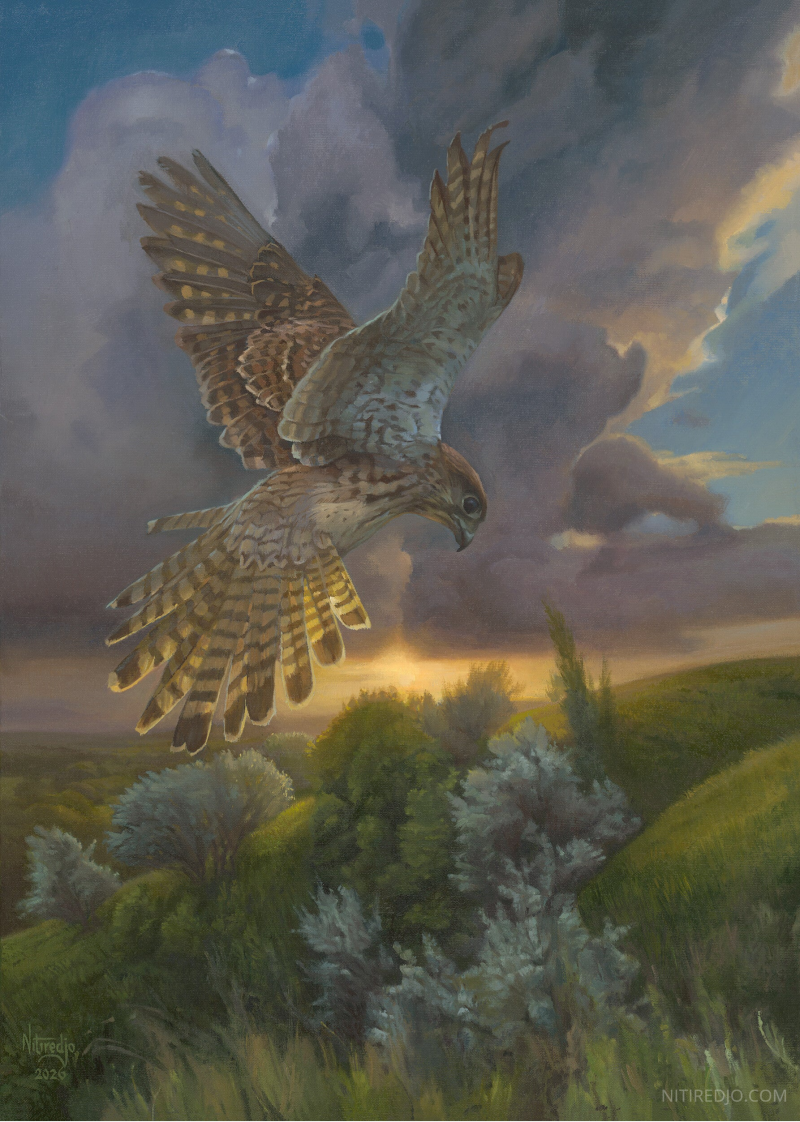 A realistic painting of a kestrel hovering with wings spread over green hills at sunset, with dramatic clouds and warm golden light in the background.
