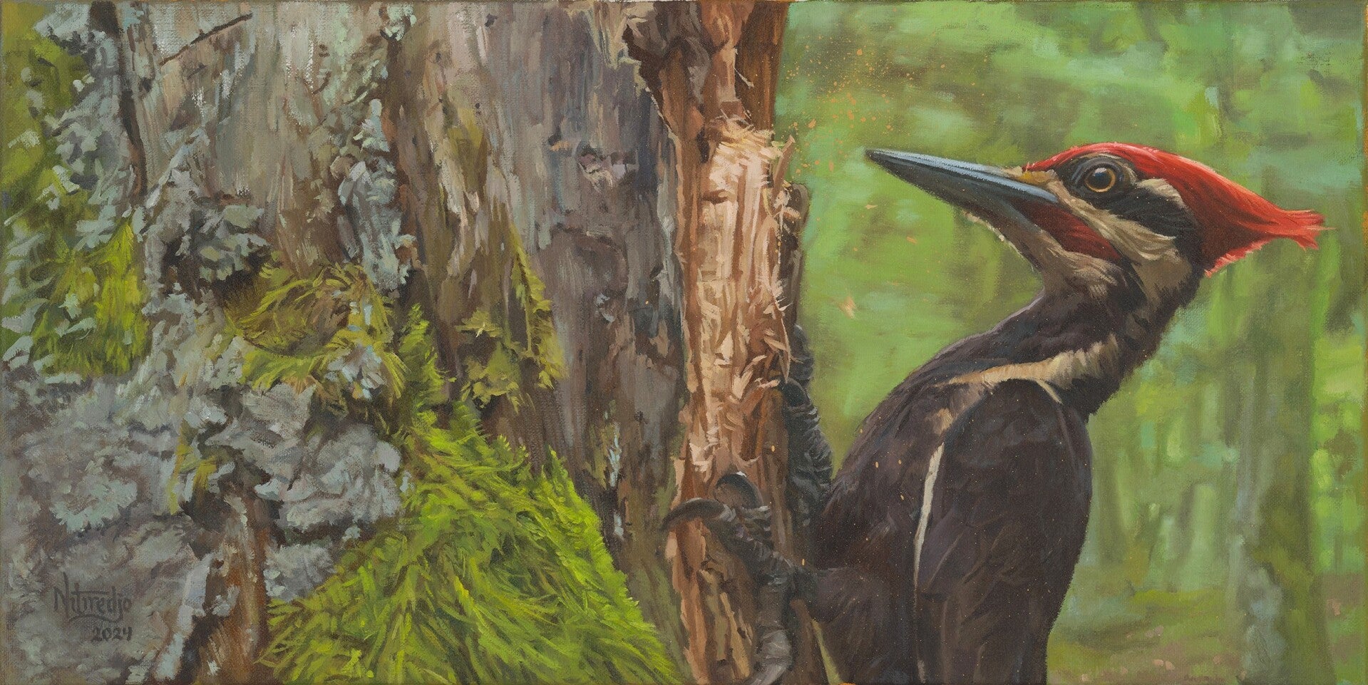 A close-up of a  pileated woodpecker, pecking at the bark of a tree, creating a huge cavity.