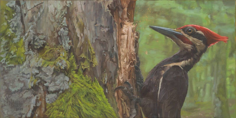 A pileated woodpecker is pecking at the bark of a tree, creating a huge cavity.