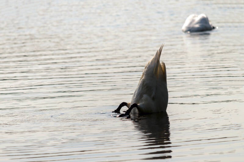 Schwan | Köpchen in das Wasser, Schwänzchen in die Höh