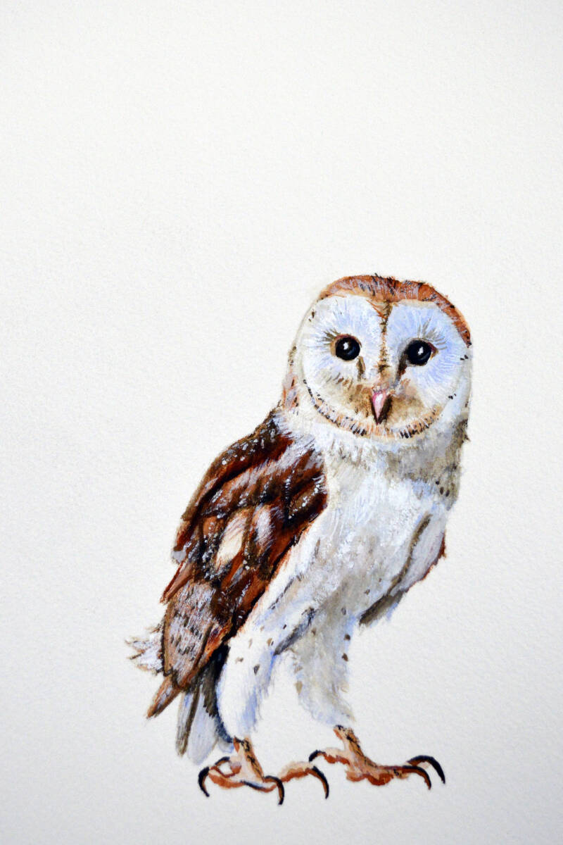 Uil van wijsheid - aquarel