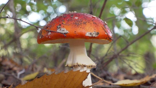 Herfst Quiz