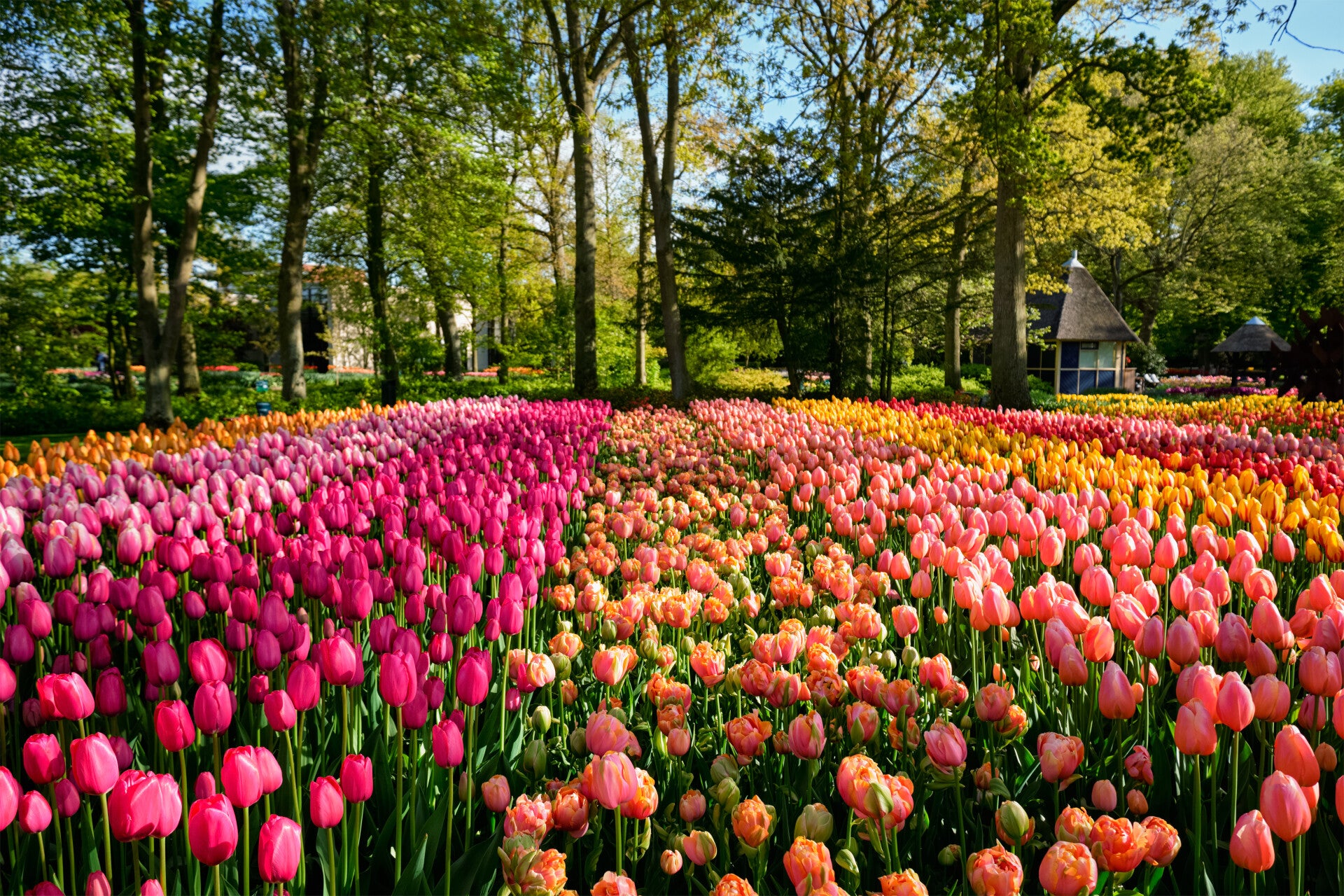 Beleef de Lente