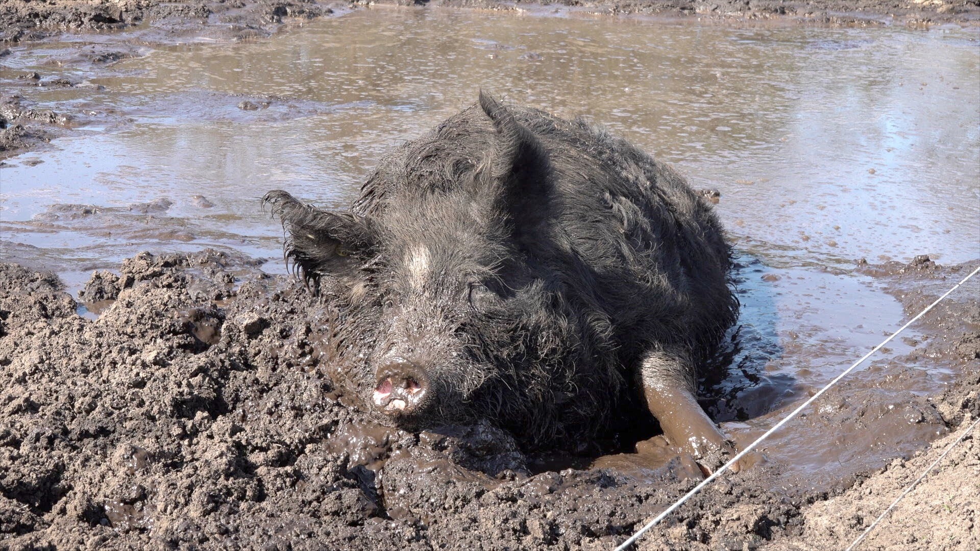 Boerderijdieren