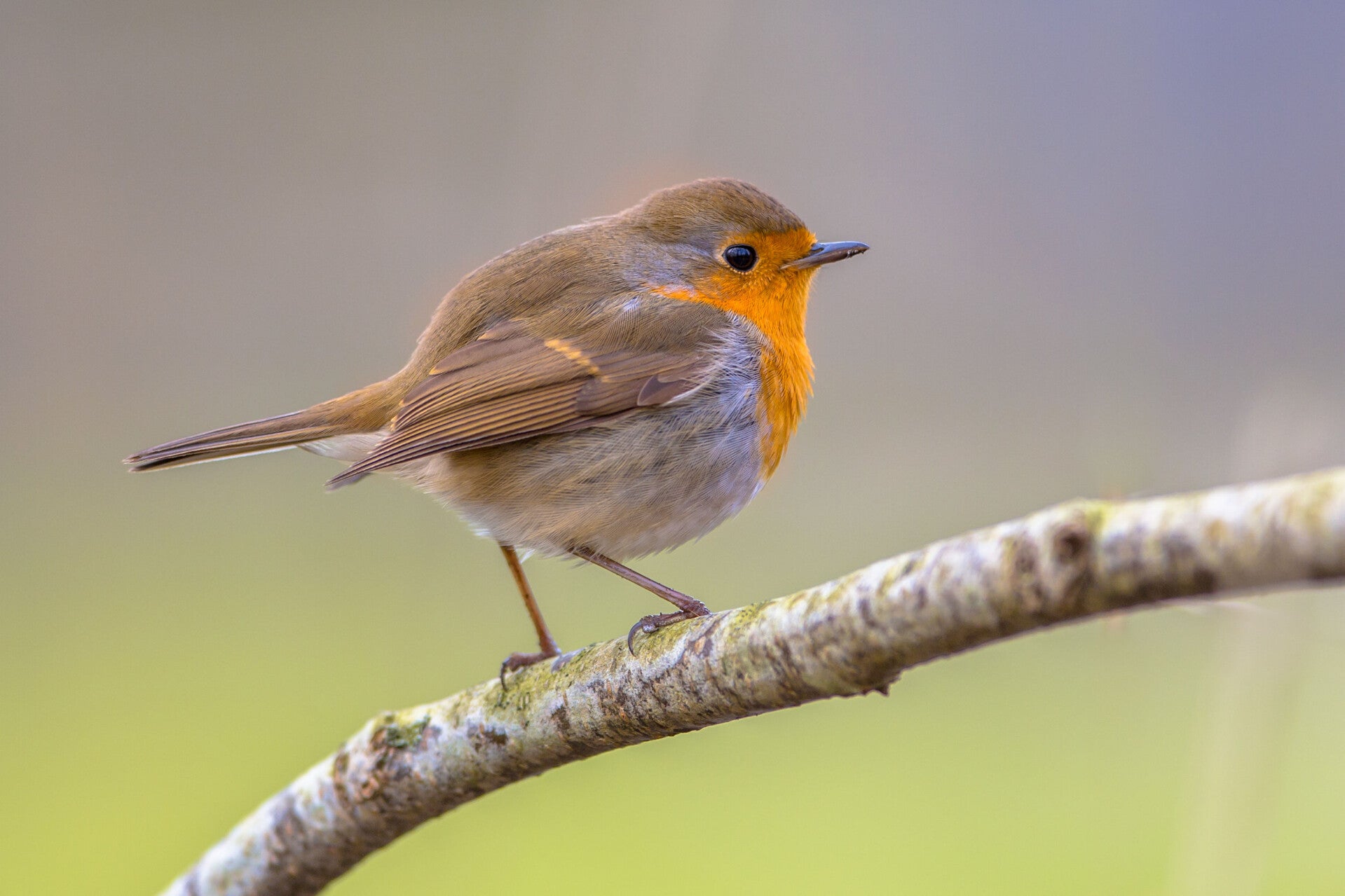 Kijken naar Vogels