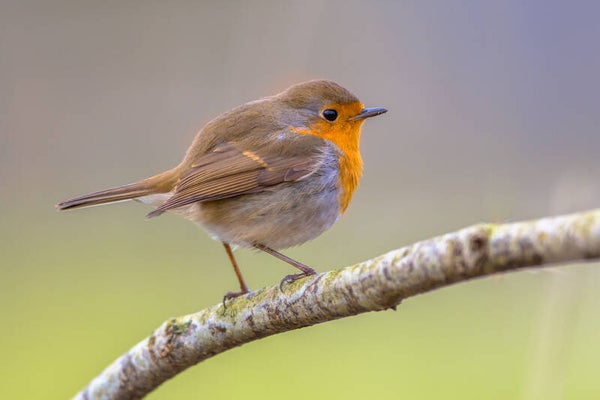 Kijken naar Vogels
