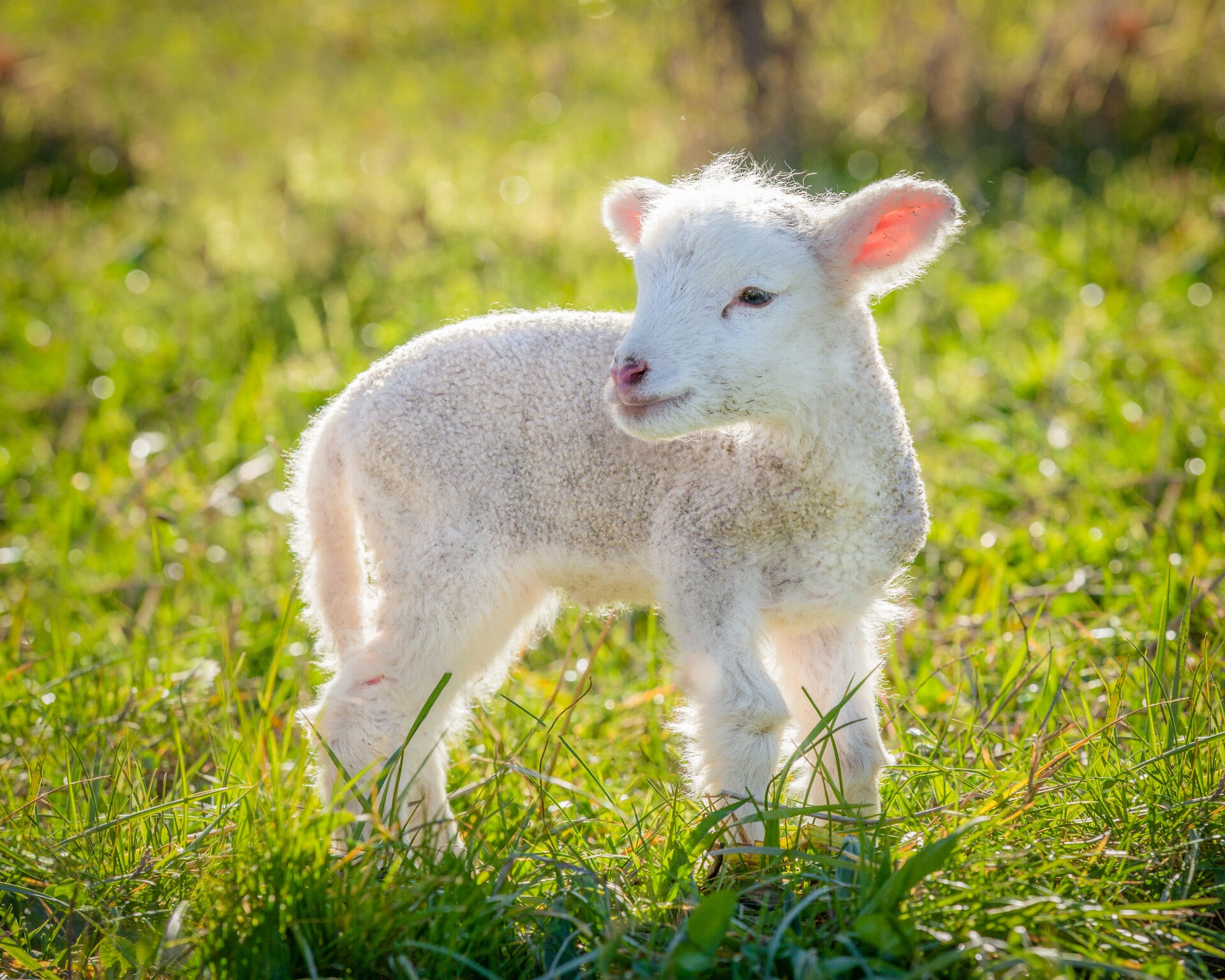 Films met dieren voor mensen met dementie
