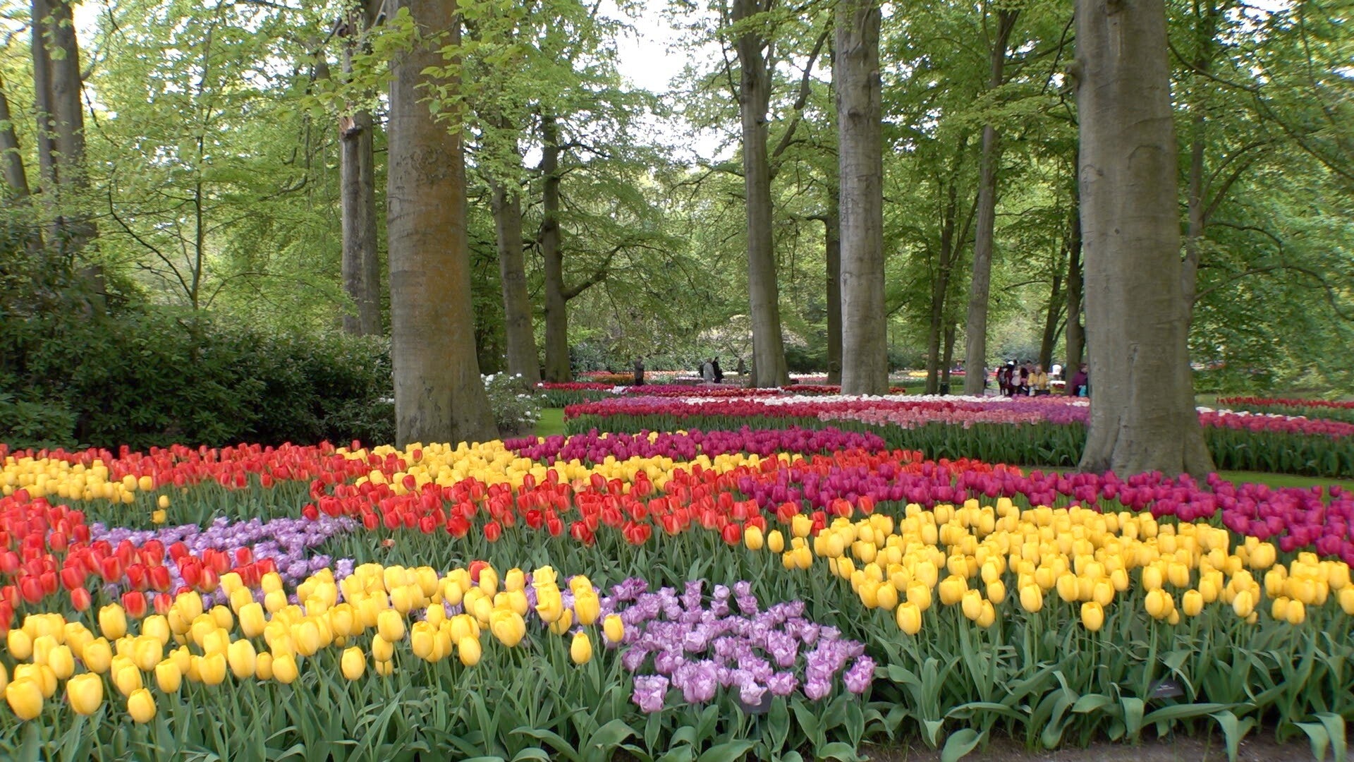 Naar de Bollen, de Keukenhof