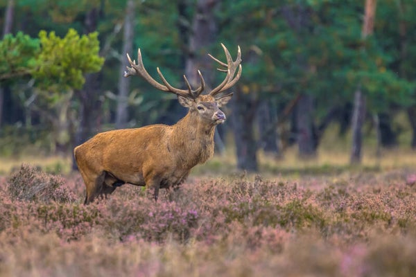 Proef de Herfst