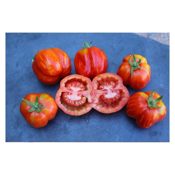 Tomate Bigarrée Caverneuse