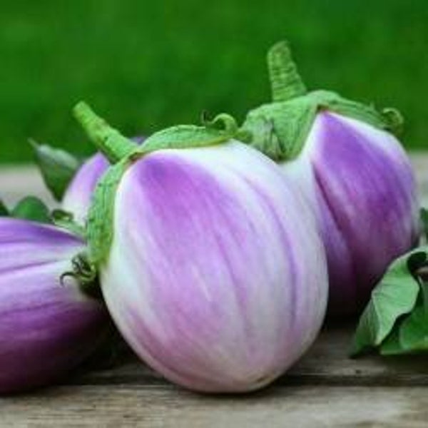 Aubergine Rotonda Bianca Sfumata Di Rosa