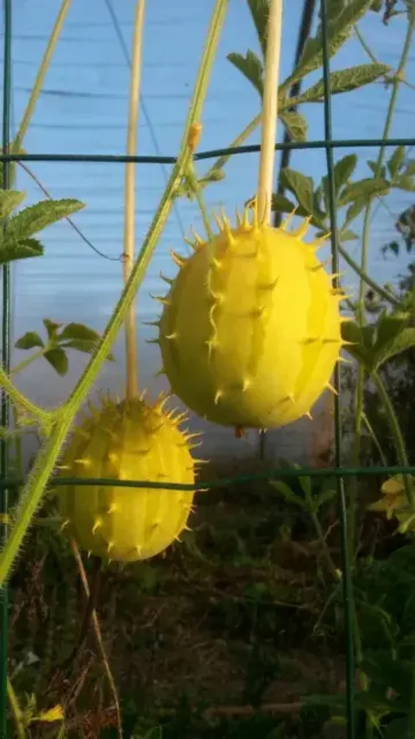 Kiwano de Zambie