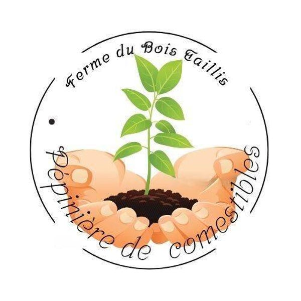 Piment Aji Challuaruro Amarillo