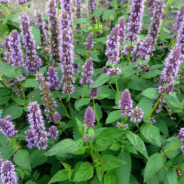 Agastache Rugosa (menthe Coréenne) graines