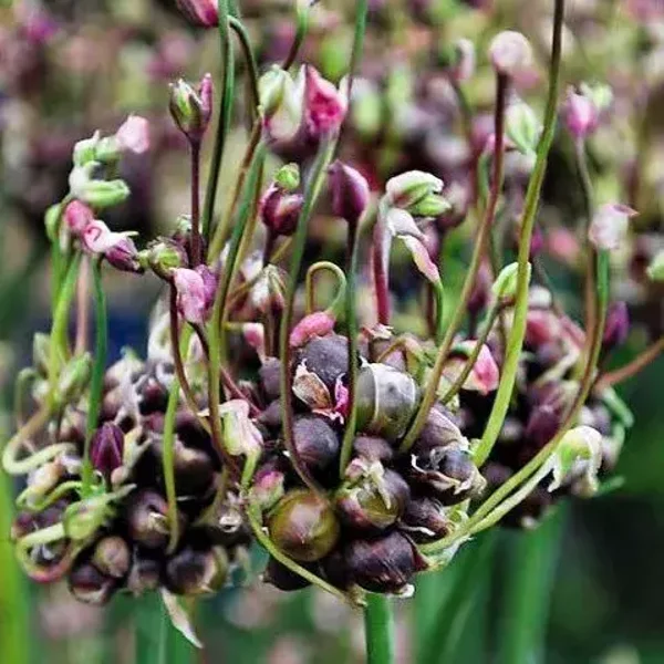 Ail rocambole bulbilles