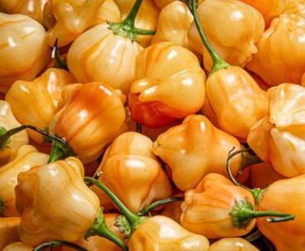 Piment Aji fantasy striped