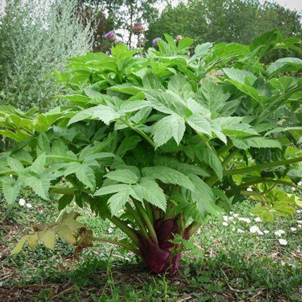 Angélique officinale