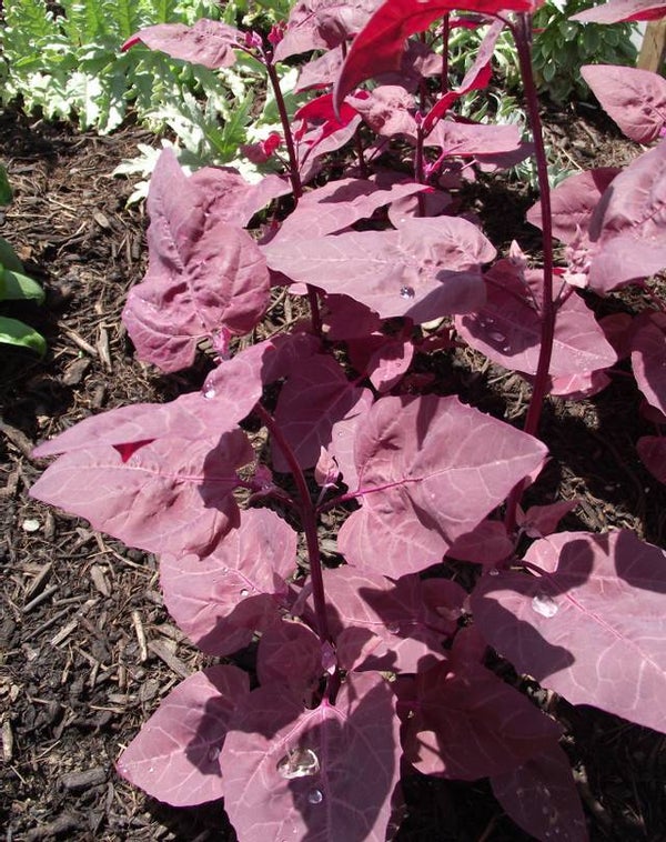 Arroche mauve