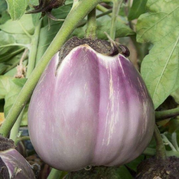 Aubergine Violette pâle de Provence