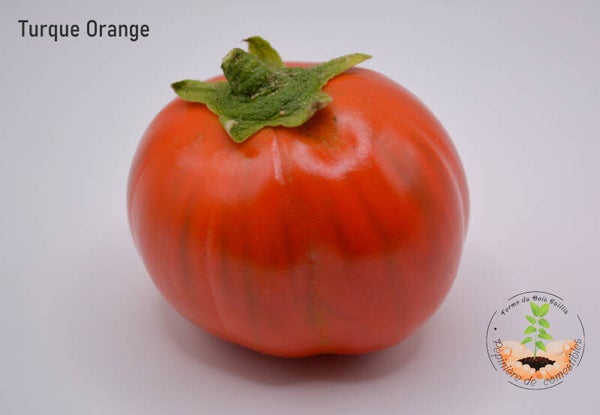 Turque Orange