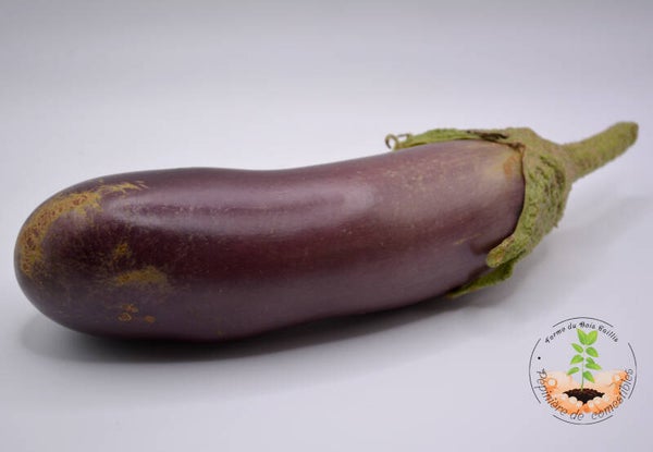 Violette de Toulouse
