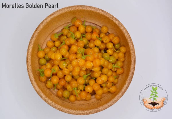 Morelles Golden Pearl