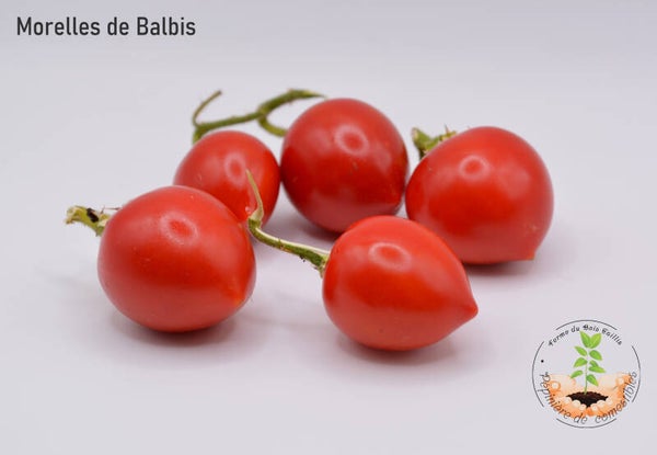 Morelles de Balbis graines