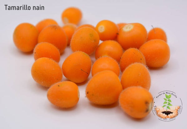 Tamarillo nain graines